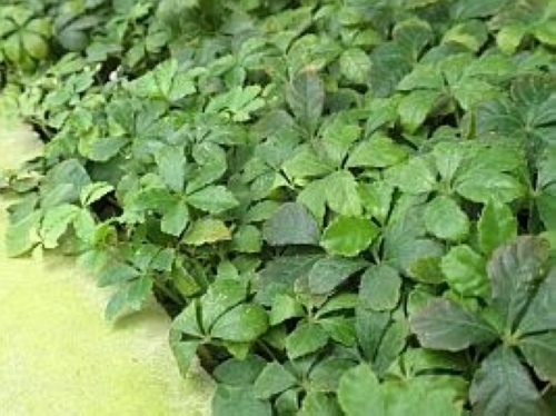 シュガーバイン