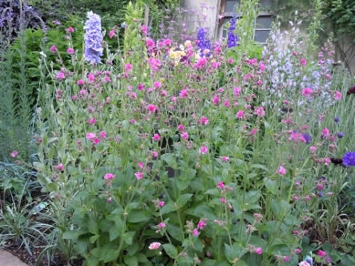 シレネ・ディオイカ