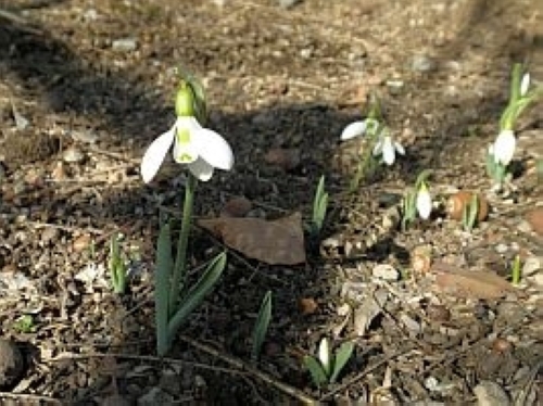 スノードロップ