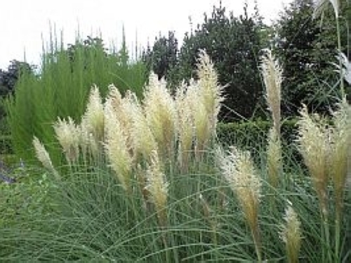 パンパスグラス