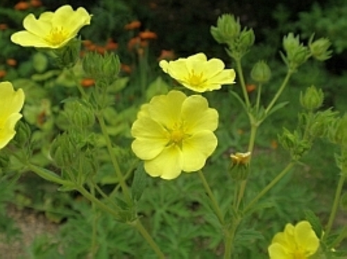 ポテンティラ・メガランタ