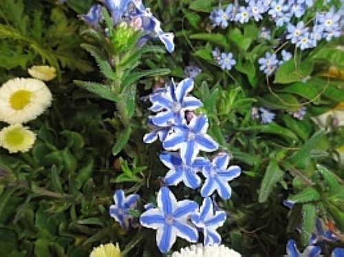 ミヤマホタルカズラ