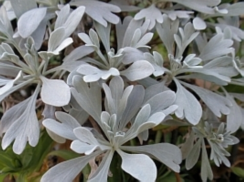 モクビャッコウ