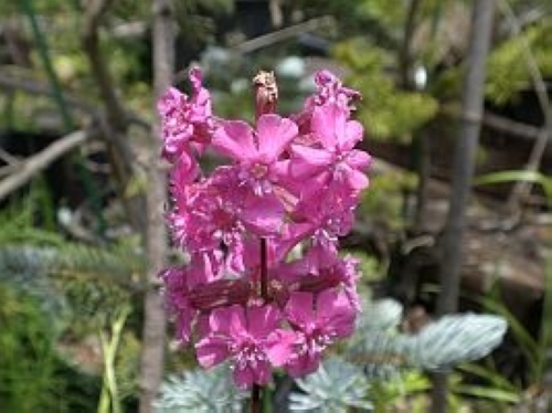 リクニス・ビスカリア