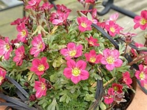 西洋クモマソウ