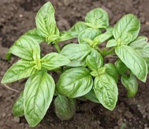 バジル