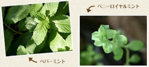ミント