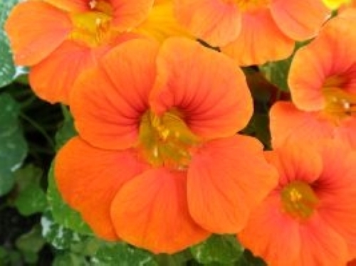 ナスタチューム