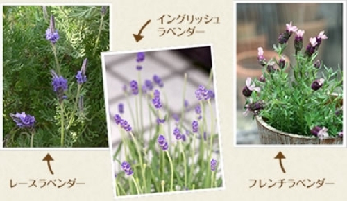 ラベンダー