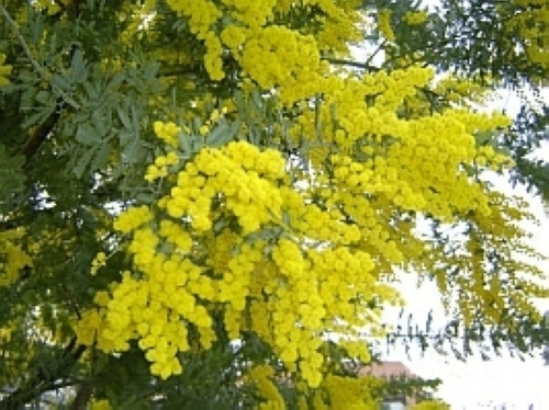 ギンヨウアカシア