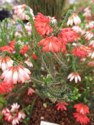 エリカ・カルーナ