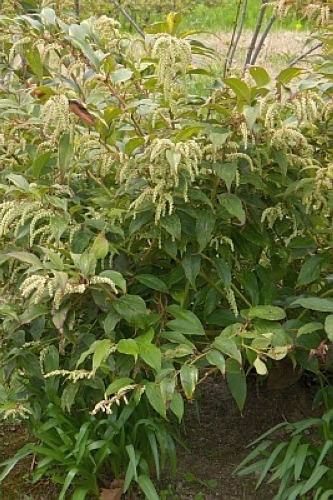 せいよういわなんてん