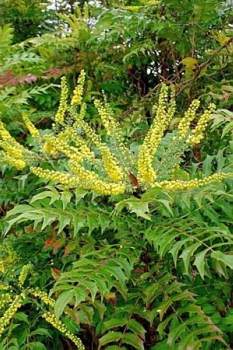 ひいらぎなんてん