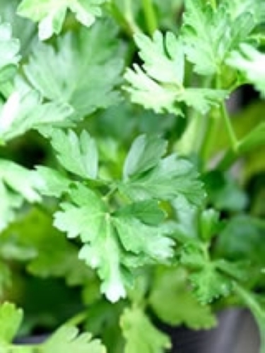 イタリアンパセリ