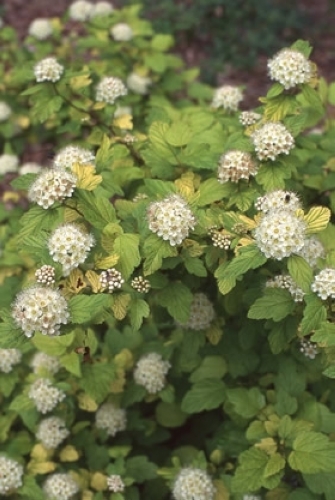 アメリカテマリシモツケ