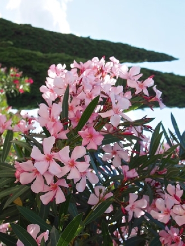 キョウチクトウ