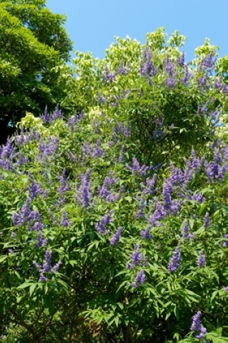 セイヨウニンジンボク