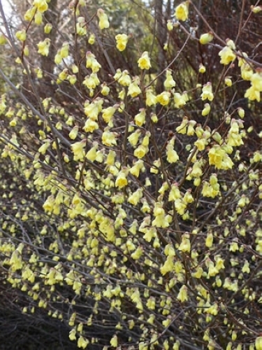 トサミズキ・ヒュウガミズキ