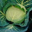キャベツ
