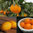 かんきつ類