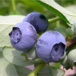 ブルーベリー