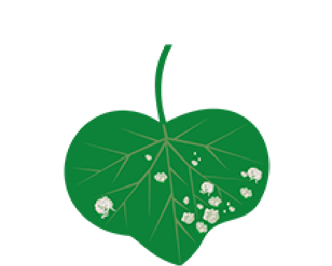 植物名から探す